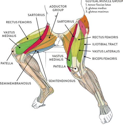 myulsclms|muscles anatomy.